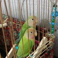 طوطی برزیلی لپ هلویی