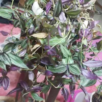 گل پینگ پرنسس برگ انجیری سانسوریااشک عروس برگ بید|گل و گیاه طبیعی|مشهد, شهرک لشکر (شهرک غرب)|دیوار