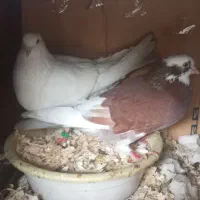 جفت کبوتر گمشده|حیوانات|صومعه‌سرا, |دیوار