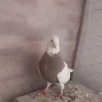 طوقی آجری نر