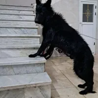 سگ ژرمن