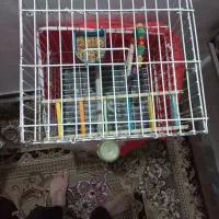 قفس بزرگ جنس خوب|لوازم جانبی حیوانات|شیراز, رکن‌آباد|دیوار