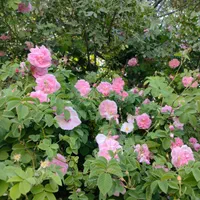 باغ ثمری