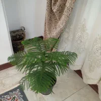 فروش گل طبیعی|گل و گیاه طبیعی|قم, انسجام|دیوار