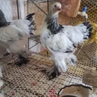 برهما لایت رومانی