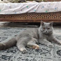 نژاد اسکاتیش ماده