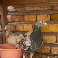 هفت رنگ خطی لکه ای|پرنده|شال, |دیوار