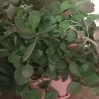 گل فروشی|گل و گیاه طبیعی|دورود, |دیوار