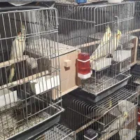 عروس هلندی لوتینو مولد|پرنده|باغستان, |دیوار