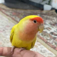 طوطی برزیلی ماده