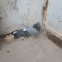 ماده دوده ای نمونه