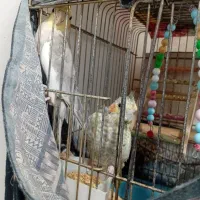 تعدادی عروس هلندی و مرغ به فروش میرسد|پرنده|قرچک, محمد آباد|دیوار