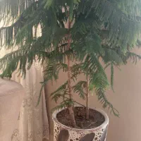 گل تاج مطبق