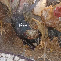 مرغ خروس نصل دار برای مال داری