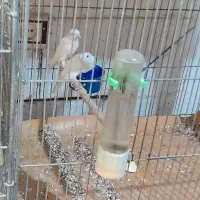 قناری سفید سوپری