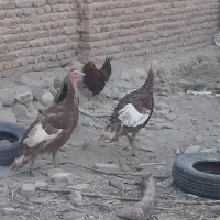خروس مرغ بوقلمون وقوقاز