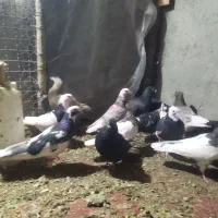 کبوتر 14عددهمه پرشی|پرنده|دشتابی, |دیوار