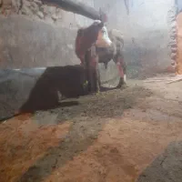 گاو گوساله|حیوانات مزرعه|خرمدره, |دیوار