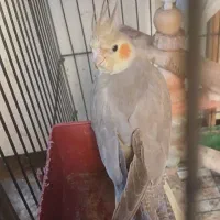 عروس پاریس یا هلندی