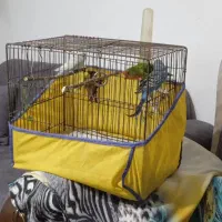 طوطی برزیلی و مرغ عشق|پرنده|سنگر, |دیوار