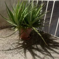 گل گیاه طبیعی اپارتمانی آلوئه ورا بزرگ