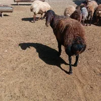 قوچ هترو|حیوانات مزرعه|تربت جام, المهدی|دیوار