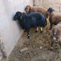 دو عدد قوچ یکساله