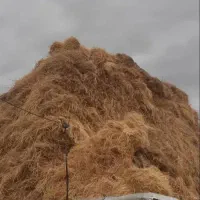 علف