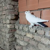 کبوتر|پرنده|گنبد کاووس, |دیوار