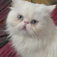 گربه پرشین ماده چشم آبی