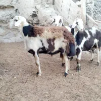 فروش دو عدد بره قوچ دوشیره و قوچ یک شیره|حیوانات مزرعه|بروجرد, |دیوار