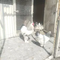 تخم مرغ برهما لایت