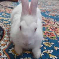 خرگوش خونگی