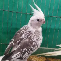 طوطی عروس جفت|پرنده|رشت, دیانتی|دیوار