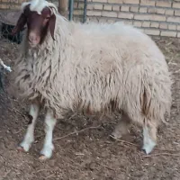 بره سنجابی|حیوانات مزرعه|ششطراز, |دیوار