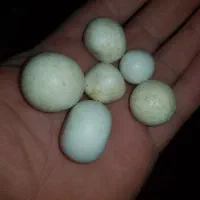 ۶عدد سنگ قیمتی