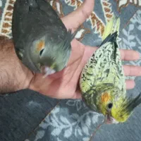 جوجه سرلاکی عروس هلندی