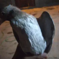 کبوتر دم سفید  و کوهی شکلاتی یک تیکه