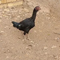 مرغ‌لاری