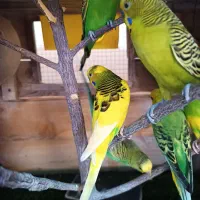 مرغ عشق|پرنده|قشم, |دیوار