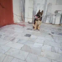 واگذاری سگ ژرمن