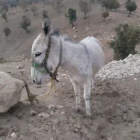 شرایط نداشتن برای نگهداری