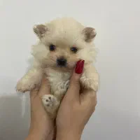 پامرانین خرسی اصل