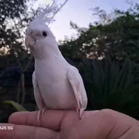 عروس آلبینو رام رام حلقه پا