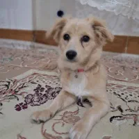 سگ اشپیتز