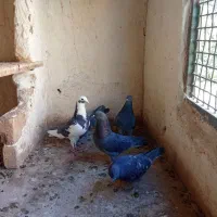 کبوترتهرانی