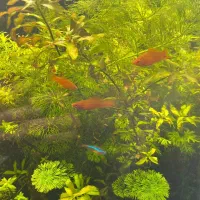 گیاه آکواریومی و ماهی سوارتل