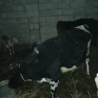 جلب سیاه سفید برای نگاه داری خوب هست|حیوانات مزرعه|گنبکی, |دیوار