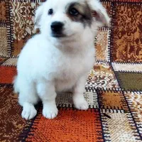 اشپیتز پامر