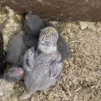 جوجه کوتوله سرلاکی رنگ عاص